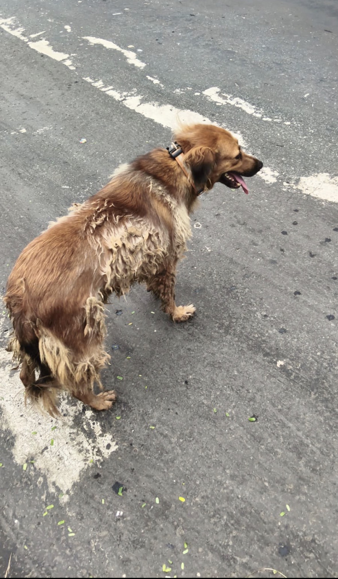 Dog needing help