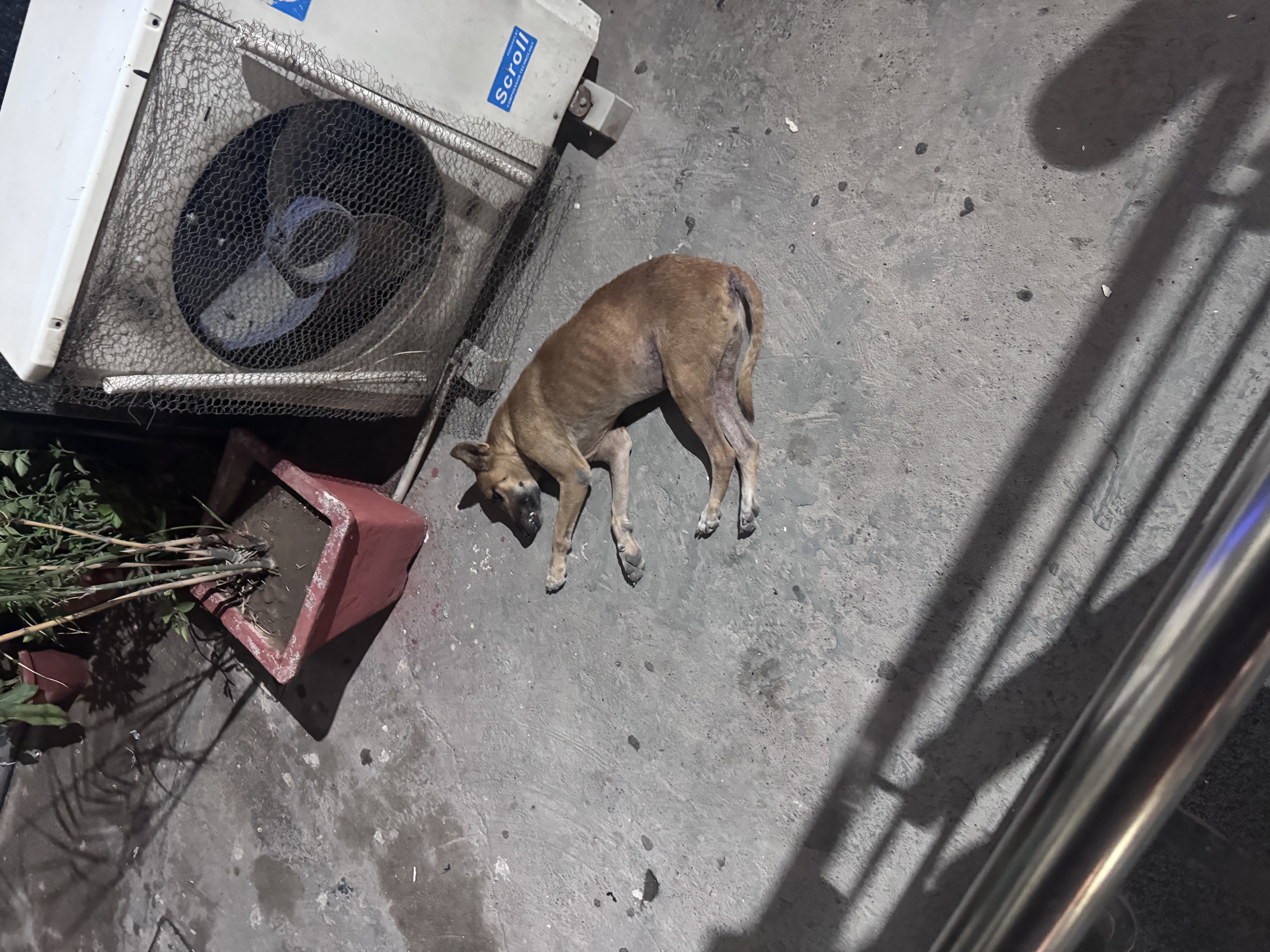 Street dog