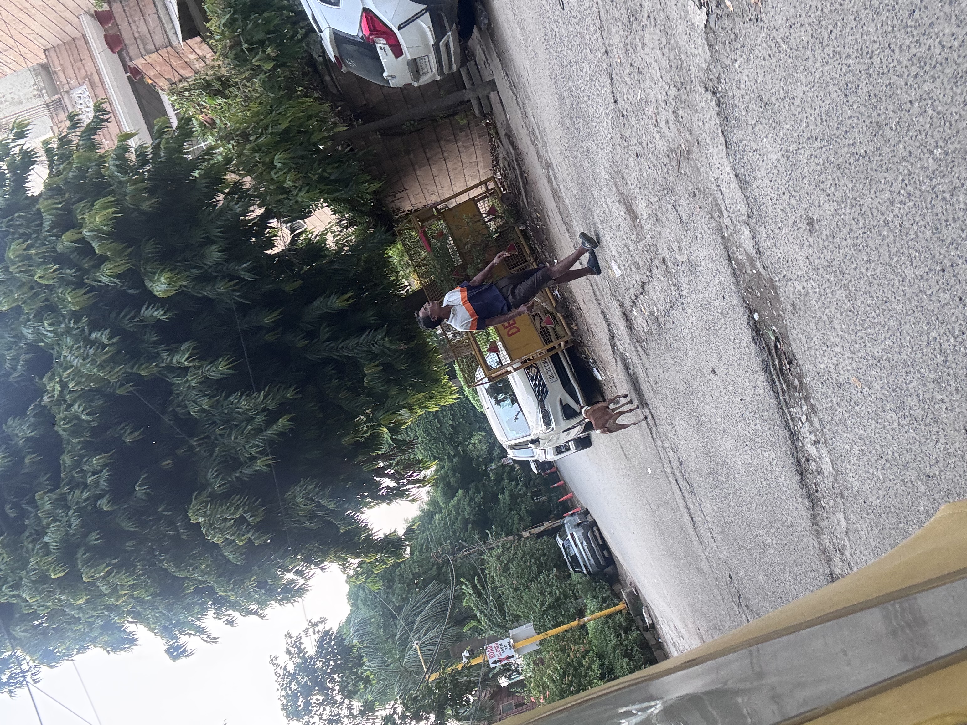 Street dog