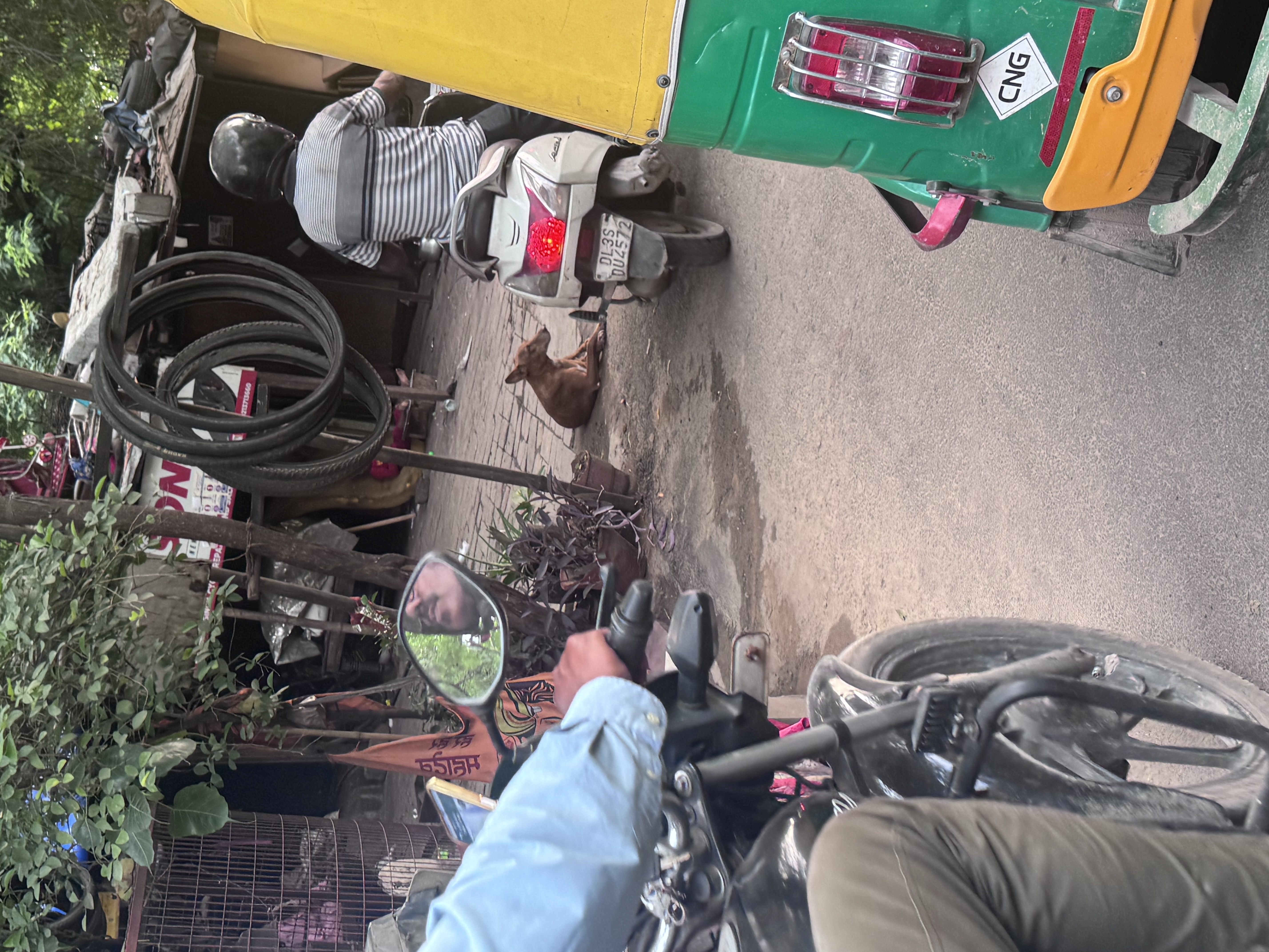 Street dog