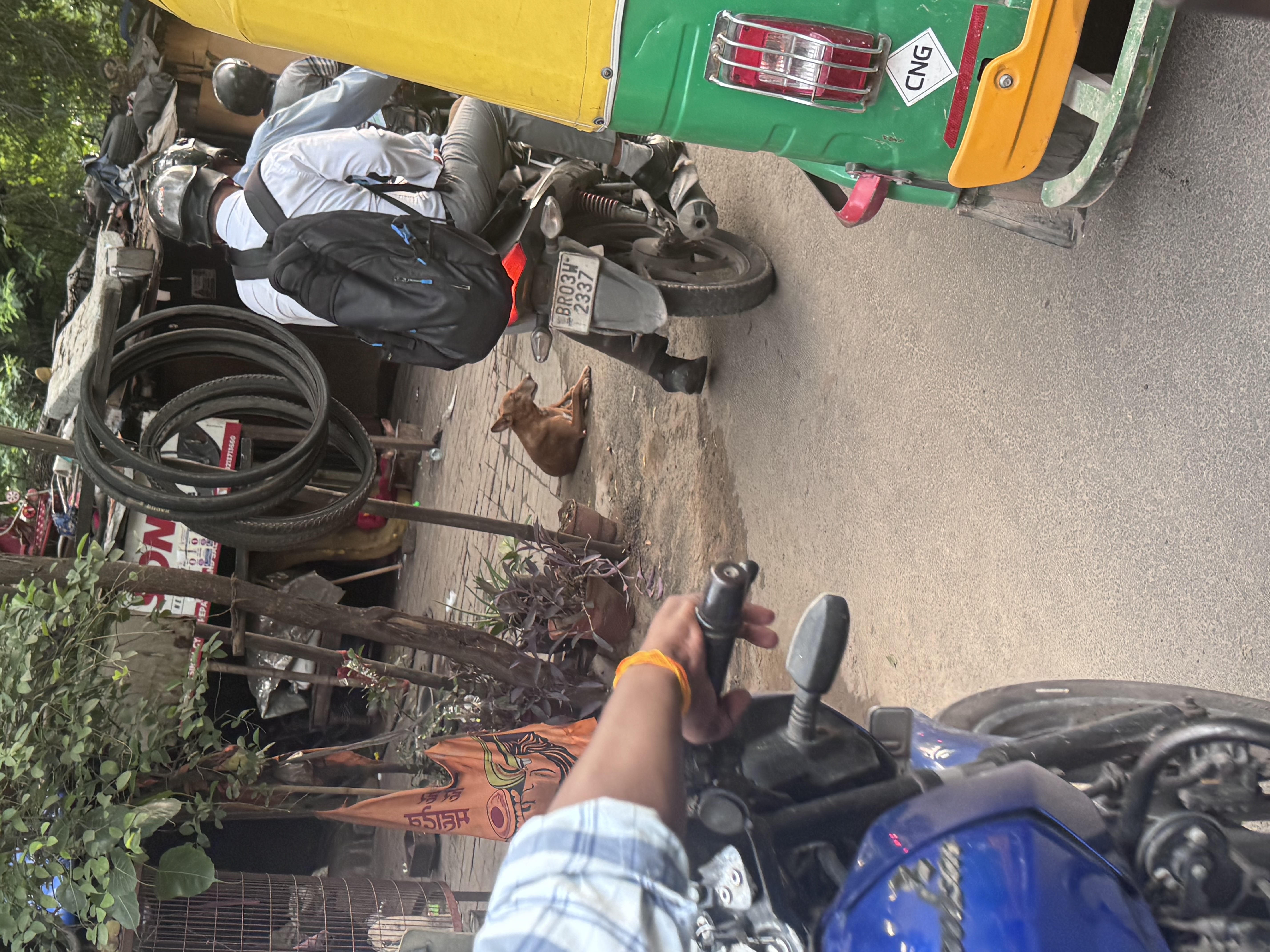 Street dog