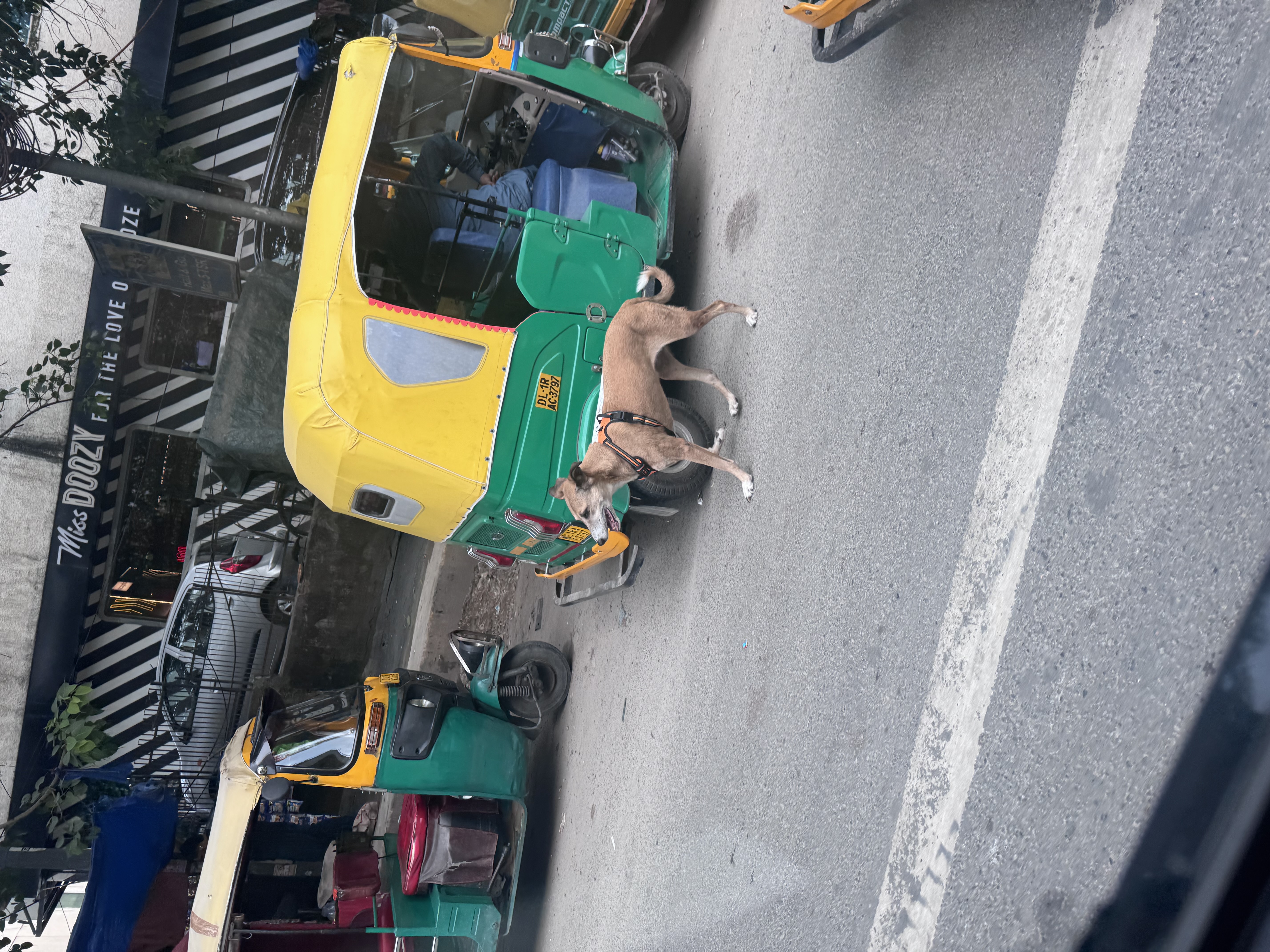 Street dog