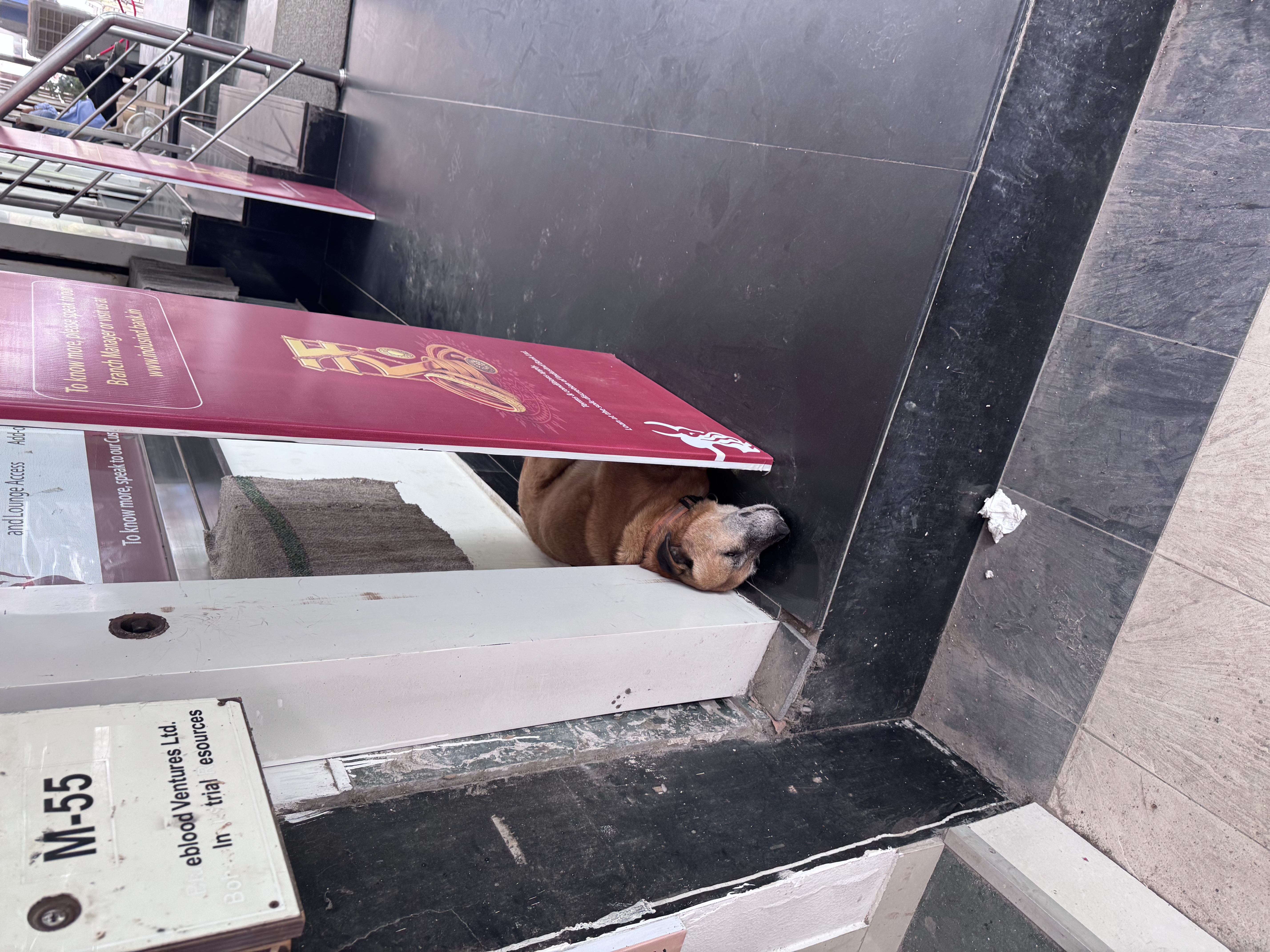 Street dog